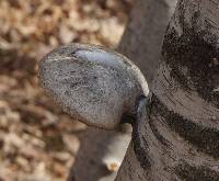 Fomitopsis betulina image