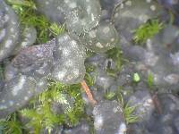 Image of Peltigera didactyla