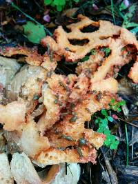 Clathrus ruber image