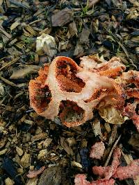 Clathrus ruber image