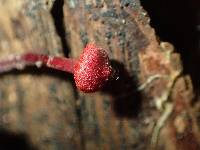 Mycena viscidocruenta image