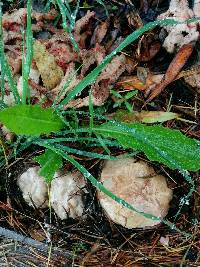 Clathrus ruber image