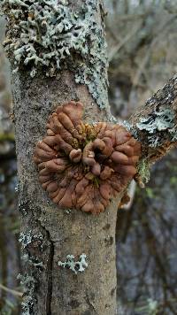 Image of Hypocreopsis lichenoides