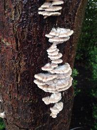 Schizophyllum commune image