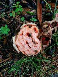 Clathrus ruber image