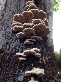 Schizophyllum commune image