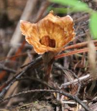 Podoscypha petalodes image