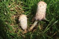 Coprinus comatus image