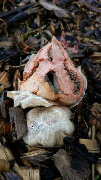 Clathrus ruber image