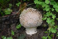 Amanita pantherina image