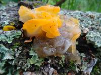 Tremella aurantia image