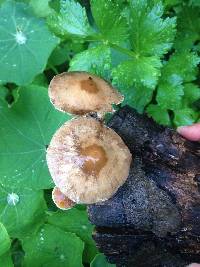 Psathyrella longipes image