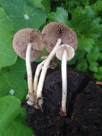 Psathyrella longipes image