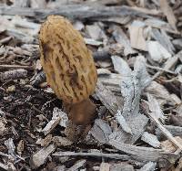 Morchella rufobrunnea image