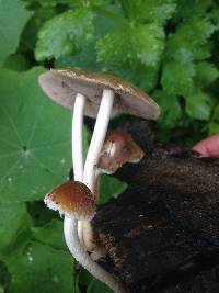 Psathyrella longipes image