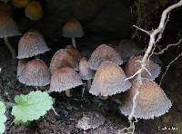 Coprinellus micaceus image