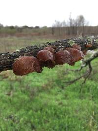 Auricularia auricula-judae image