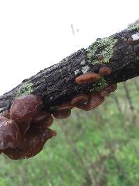 Auricularia auricula-judae image