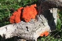 Pycnoporus coccineus image