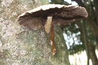 Agrocybe parasitica image