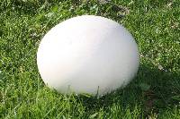 Calvatia gigantea image