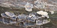 Trametes versicolor image