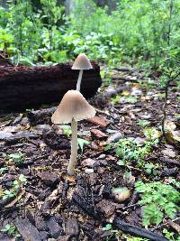 Psathyrella longipes image