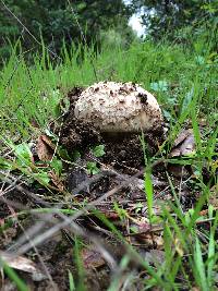 Amanita novinupta image