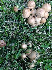 Psathyrella candolleana image