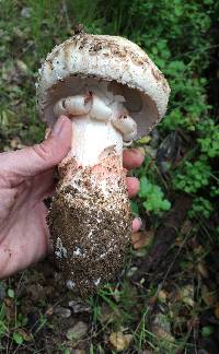 Amanita novinupta image