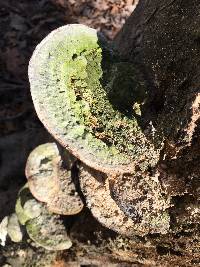 Trametes gibbosa image