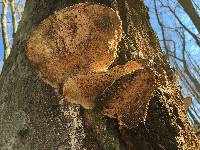 Trametes gibbosa image