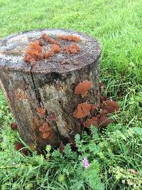 Auricularia auricula-judae image