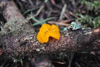 Tremella mesenterica image