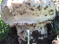 Agaricus texensis image