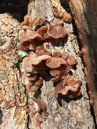 Auricularia auricula-judae image