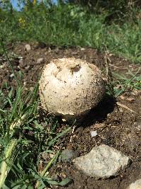 Agaricus texensis image