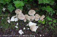 Lycoperdon perlatum image