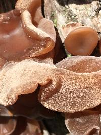 Auricularia auricula-judae image