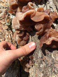 Auricularia auricula-judae image