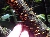 Favolaschia calocera image