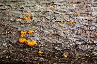 Tremella mesenterica image