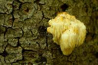 Hericium erinaceus image