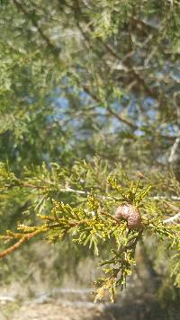 Gymnosporangium juniperi-virginianae image