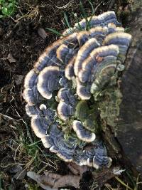 Trametes versicolor image