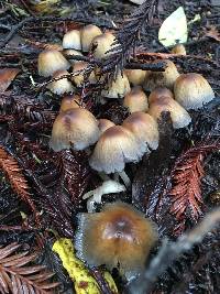 Coprinellus micaceus image