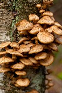 Armillaria solidipes image