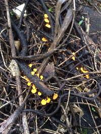 Favolaschia calocera image