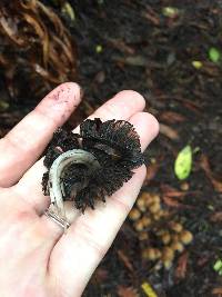 Coprinellus micaceus image