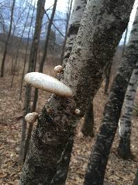 Piptoporus betulinus image